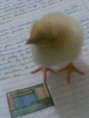 /album/mis-fotus/pollo1-jpg/